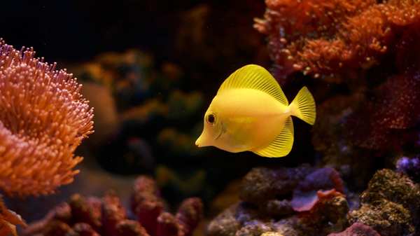 Here are the Best Saltwater Fish for a 125 Gallon Tank (Top 5 List)