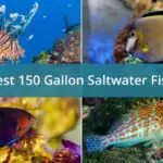 The Best Saltwater Fish for a 150 Gallon Tank