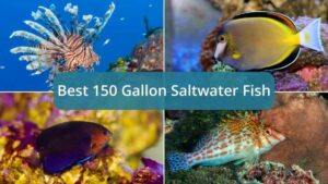 Here are the Best Saltwater Fish for a 150 Gallon Tank [Top 5 List]