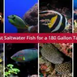 Best Saltwater Fish for a 180 Gallon Tank
