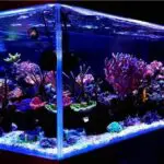 Top 5 Best Saltwater Fish For a 20 Gallon Tank