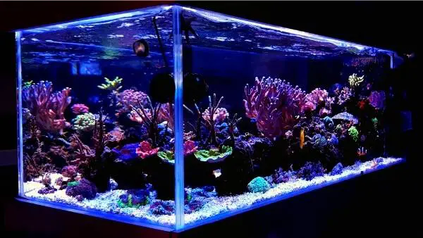20 gallon saltwater fish tank