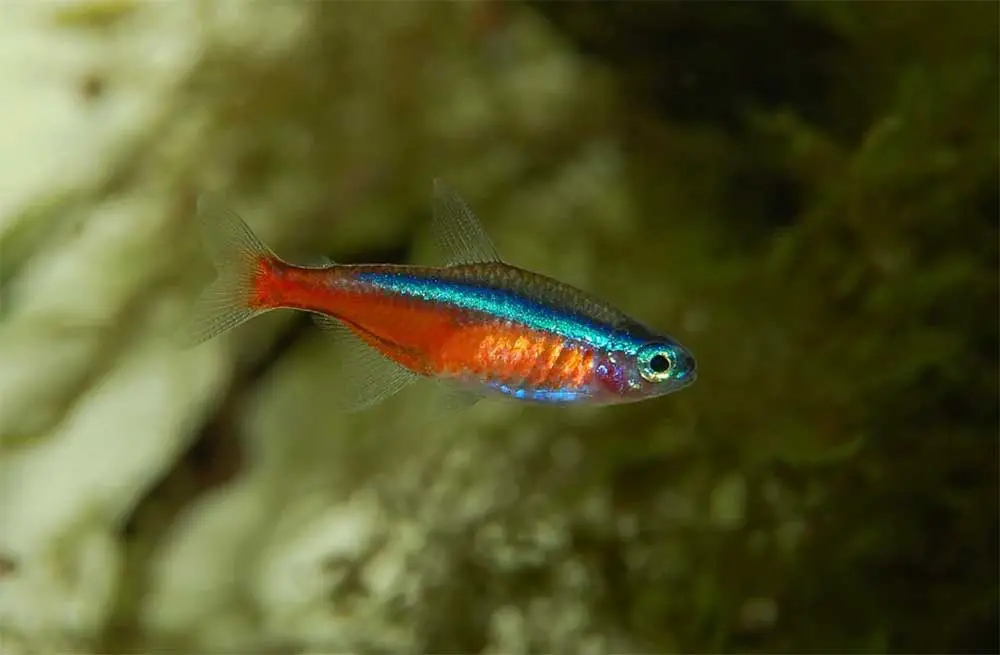 20 Amazing Colorful Tetras To Excite an Aquarist