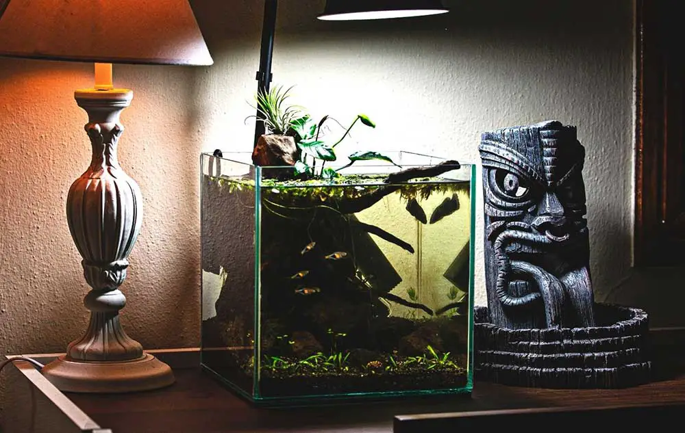 Best Nano Aquariums: Your New Desktop and Office-friendly fish tank!