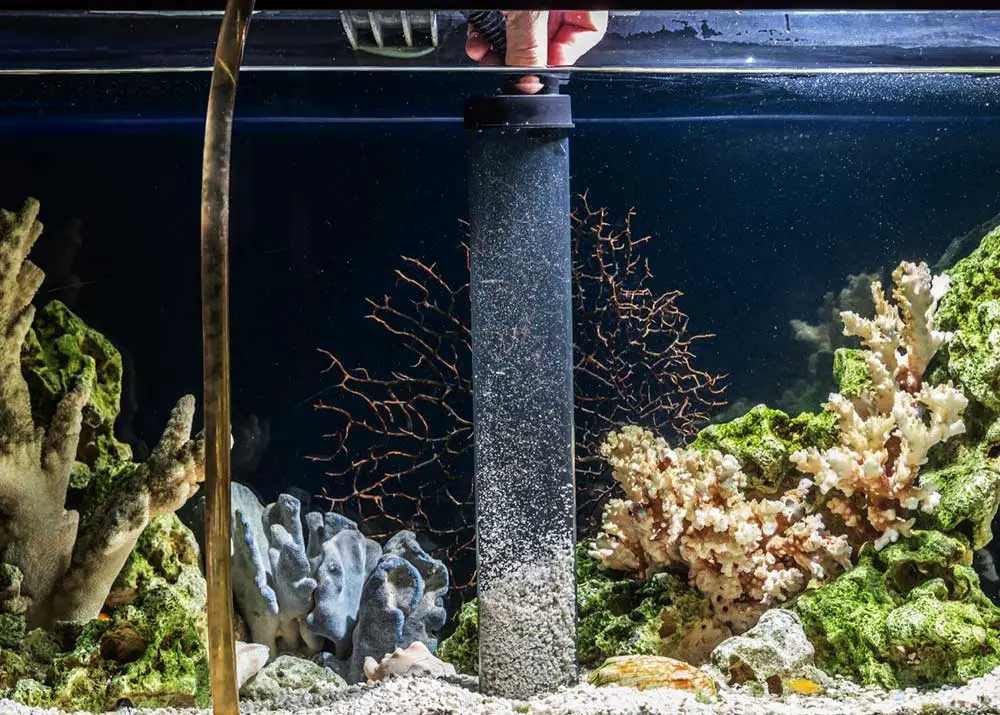 Best Self-Cleaning Aquarium Tanks