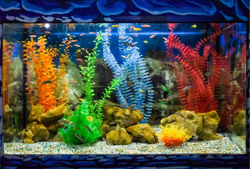 Best Wall Mounted Fish Tanks