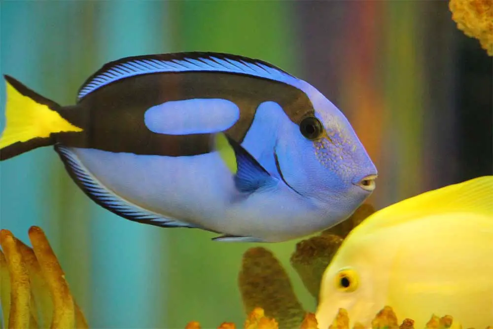 Everything That You Need To Know About The Blue Tang