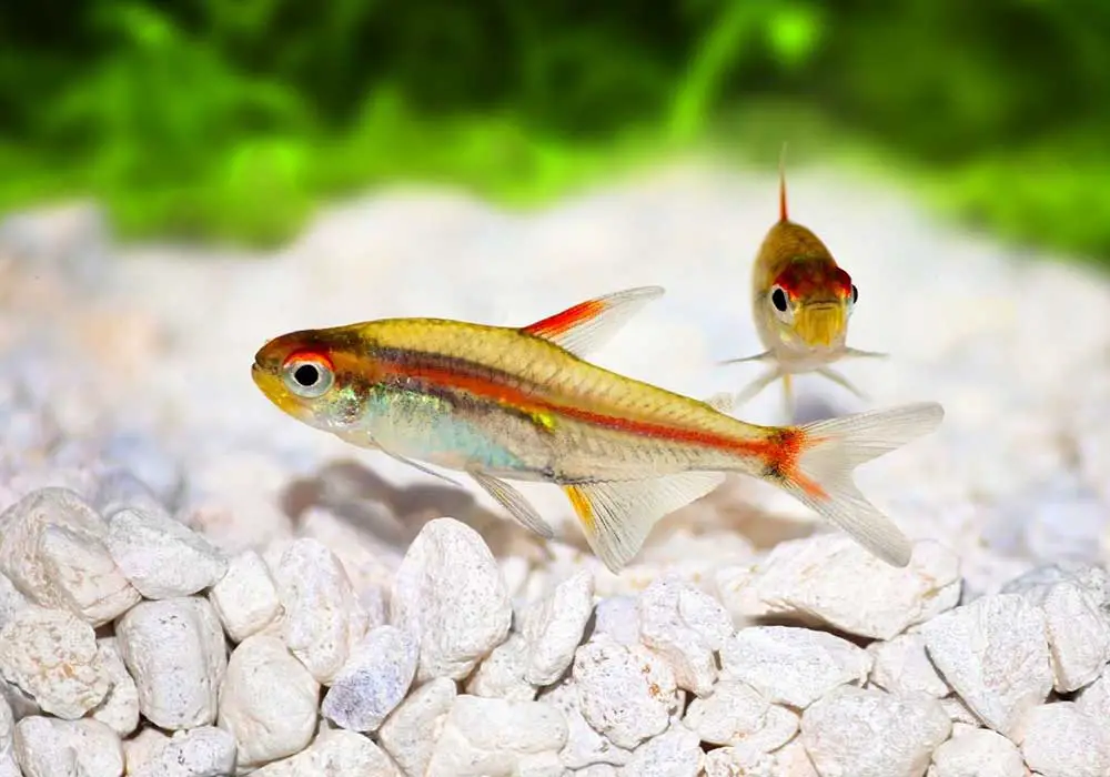 Hemigrammus-erythrozonus