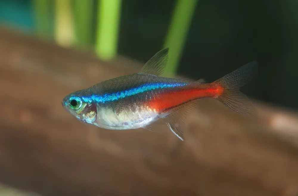 How to Tell if your Neon Tetra is Pregnant?