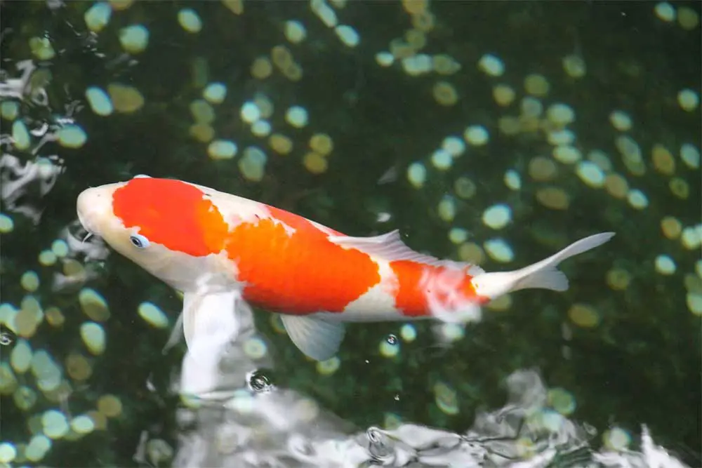 Koi Fish vs Goldfish: What Are The Differences?