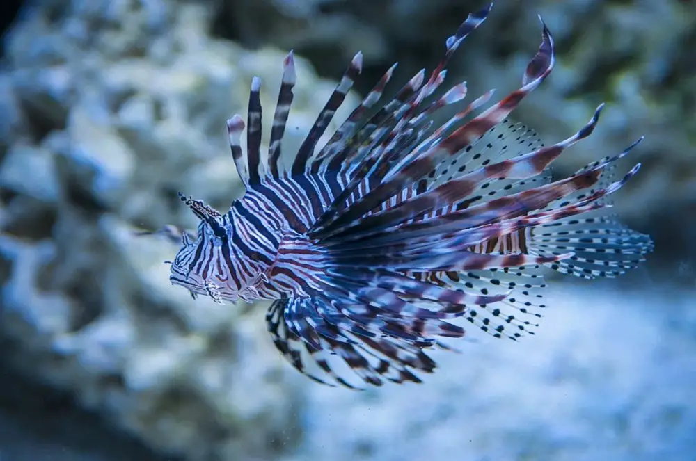 Lionfish Care Guide – Learn The Best Practices