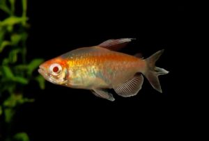 20 Most Colorful Tetras and an Amazing Tetra Fish Coloration Guide