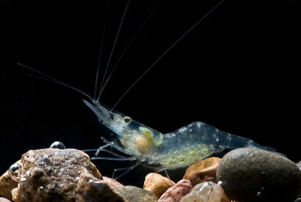 Pregnant Ghost Shrimp? What to Look For and How to Care For Them