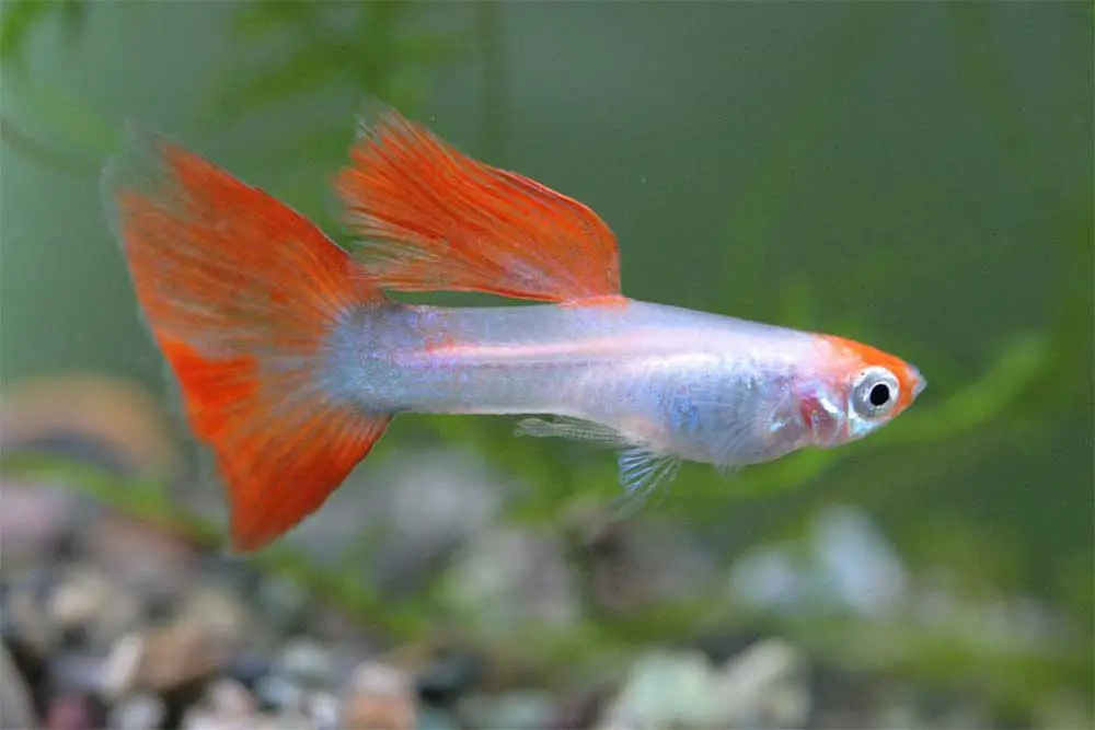Pregnant Guppy? What To Look For & Stages