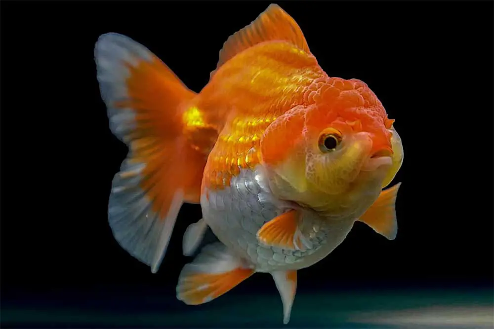 The Ultimate Care Guide For Lionhead Goldfish