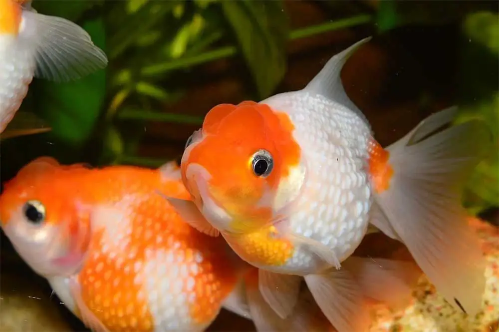 What To Do And What To Look Out For With A Pregnant Goldfish