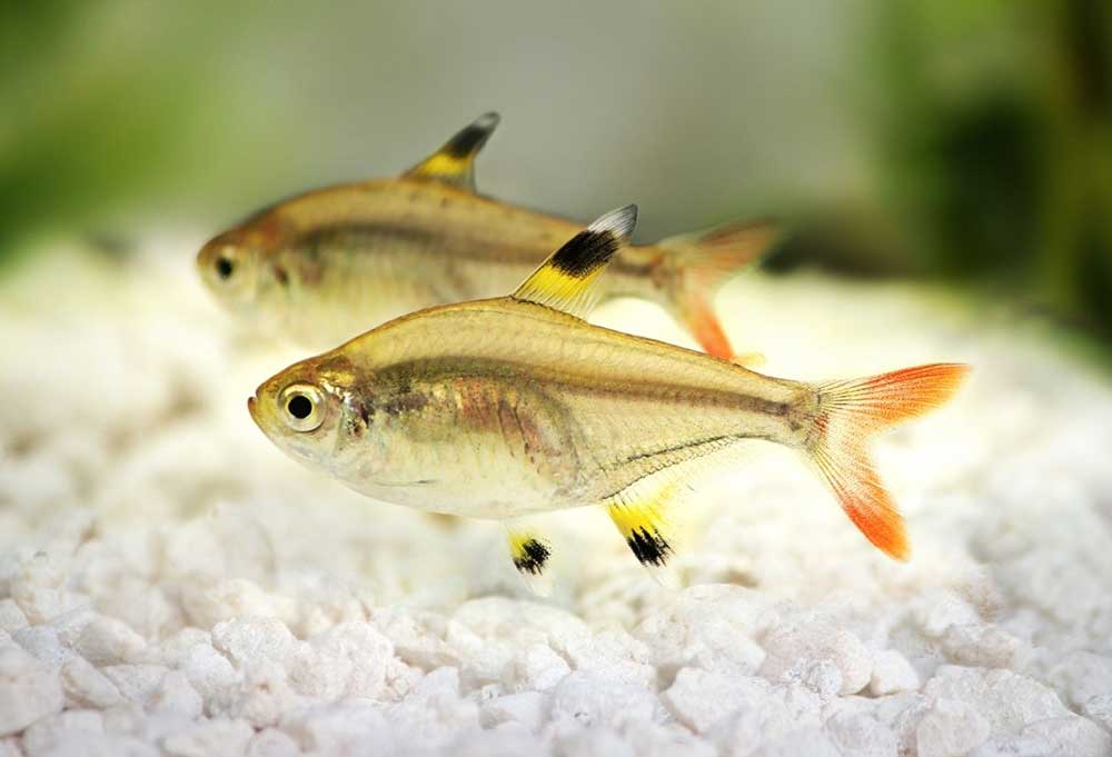 X-ray-Tetra
