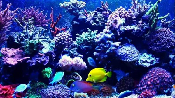 30 gallon saltwater fish tank