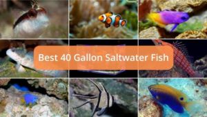 The Best Saltwater Fish for a 40 Gallon Tank (Aquarium Fish Guide)