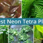 Top 5 Best Neon Tetra Plants