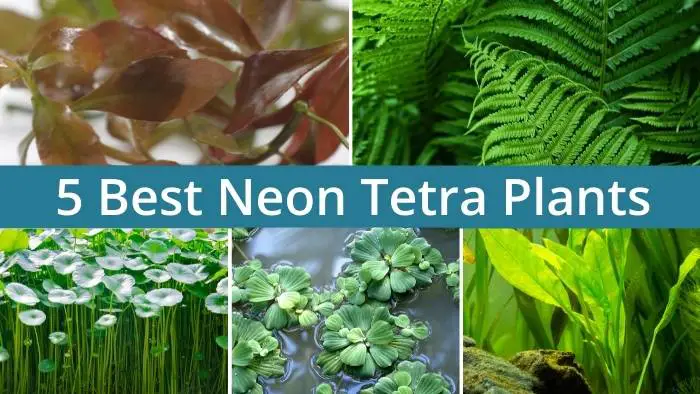 5 best neon tetra plants
