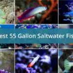 Top Saltwater Fish for a 55 Gallon Tank