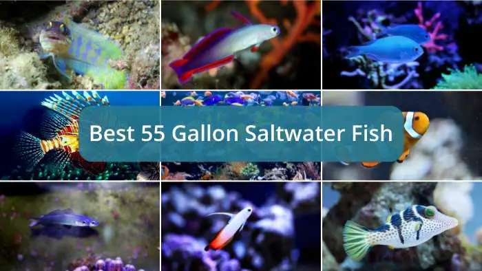 55 gallon saltwater fish