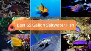 Discover Some Amazing Saltwater Fish for a 65 Gallon Tank