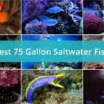 Here are the Best Saltwater Fish for a 75 Gallon Tank