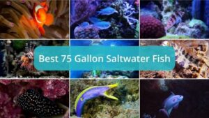 Top 5 Best Saltwater Fish for a 75 Gallon Aquarium [Reef Friendly]