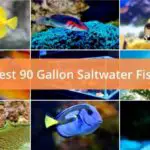 Best Saltwater Fish for Your 90 Gallon Tank