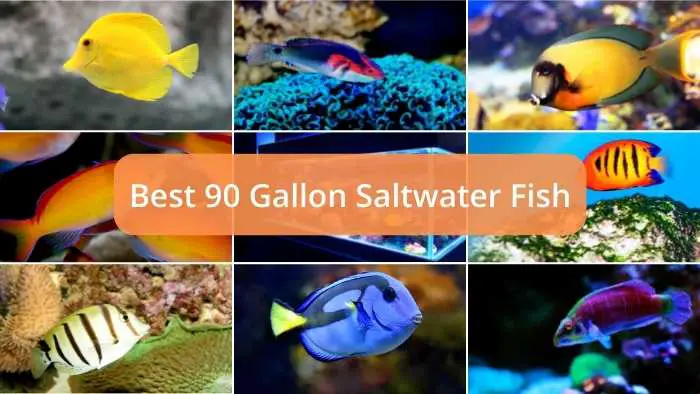 Here Are The Best Saltwater Fish For A 90 Gallon Aquarium Tank