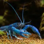 A Guide To Keeping Electric Blue Crayfish – Care, Feeding, Mates, And Set-Up