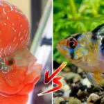 African Cichlids vs South American Cichlids (Differences)