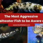 Most Aggressive Saltwater Fish to Keep