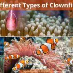 What Are The Different Types Of Clownfish?