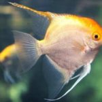 Discover What Colorful Fish are Compatible Tankmates of Angelfish