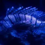 Aquarium Blue Light – What Are The Benefits?