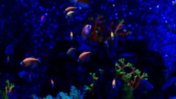 Aquarium blue light