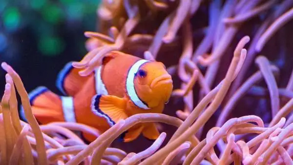 Are clownfish saltwater fish?