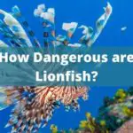 Are Lionfish Dangerous to Humans?