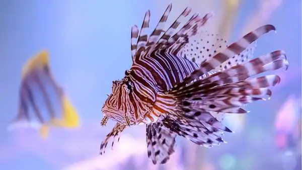 Are lionfish dangerous