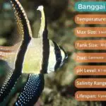 Your Ultimate Banggai Cardinalfish Care Guide: Everything You Need To Know