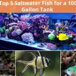 The Best Compatible Saltwater Fish for your 100 Gallon Tank