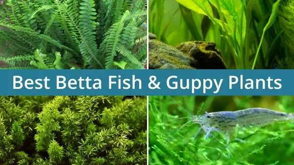 Best betta fish and guppy plants