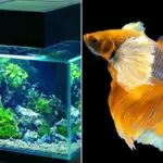 5 of The Best Betta Fish Tanks