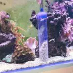 What is The Best Bio Filter Media For Freshwater and Reef Tanks