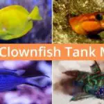 Top 6 Best Clownfish Tank Mates