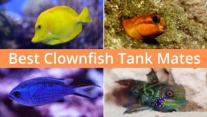 Swimming In Harmony: Best Clownfish Tank Mates For A Vibrant And 