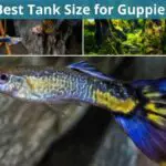 Best Tank Size For Guppies